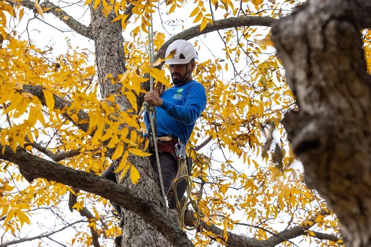 Skilled Tree Trimming crew working in Colby